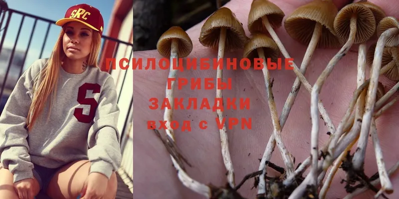 купить   Лосино-Петровский  Галлюциногенные грибы Psilocybe 